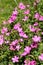 Geranium flowering profusely in a garden in East Grinstead