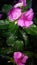 Geranium flowers after being splashed with rainwater at night