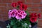 Geranium flowers in a cachepot against the background of a brick wall.