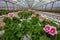 Geranium flowers in garden, greenhouse. Colorful flowers