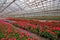 Geranium flowers in garden, greenhouse. Colorful flowers