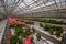 Geranium flowers in garden, greenhouse. Colorful flowers