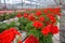 Geranium flowers in garden, greenhouse. Colorful flowers