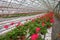 Geranium flowers in garden, greenhouse. Colorful flowers