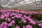 Geranium flowers in garden, greenhouse. Colorful flowers