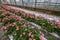 Geranium flowers in garden, greenhouse. Colorful flowers