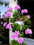 Geranium flowers in hanging basket on a balcony