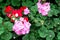 Geranium flowers in the park Pelargonium hortorum GERANIACEAE