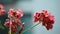 Geranium flowers with rain waterdrops under the rain