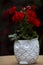 Geranium flowers in a white vase