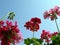 Geranium forest looking to the sky