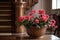 Geranium With Fragrant, Pink Or Red Flowers In A Classic And Timeless Terra Cotta Pot In A Traditional And Elegant Apartment.