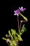 Geranium fruit_storksbills plant two blossoms aperture 11