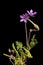 Geranium fruit_storksbills plant two blossoms aperture 22