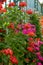 The Geranium Gallery at the The Royal Greenhouses at Laeken, on the grounds of the Castle of Laeken in Brussels, Belgium