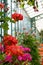 The Geranium Gallery at the The Royal Greenhouses at Laeken, on the grounds of the Castle of Laeken in Brussels, Belgium