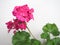 Geranium Geraniales plant pink flower