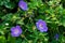 Geranium on a green flower bed