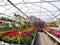 Geranium Greenhouse