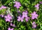 Geranium growing in the wild