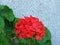 Geranium `Happy Thoughts Red` Pelargonium with red blooms and vibrant green leaves on white wall background.