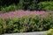 Geranium Himalayense `Patricia` beautiful flowers in the garden.