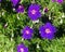 Geranium incanum, carpet geranium, purple flowers.