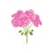 Geranium isolated on white. Pink garden flower. Vector illustration