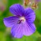 Geranium \'Johnson\'s Blue\'