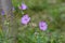 Geranium linearilobum flower