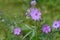 Geranium linearilobum flower