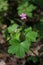 Geranium lucidum - Wild plant shot in the spring