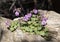 Geranium macrorrhizum bigroot Bulgarian geranium or rock crane`s-bill small plant with delicate pink flowers and long stamens on