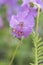 Geranium macrorrhizum bigroot Bulgarian geranium or rock crane`s-bill small plant with delicate pink flowers and long stamens on