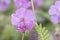 Geranium macrorrhizum bigroot Bulgarian geranium or rock crane`s-bill small plant with delicate pink flowers and long stamens on