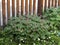 Geranium macrorrhizum bush in the garden