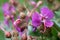 Geranium macrorrhizum, crane`s bill in bloom