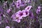 Geranium Maderense with magenta flowers