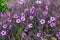 Geranium maderense Yeo growing wild in Madeira