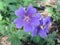 Geranium Magnificium - Cranesbill Flower