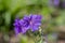 Geranium magnificum beautiful purple cranesbills in bloom, ornamental flowering plants in the garden in daylight