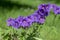 Geranium magnificum beautiful purple cranesbills in bloom, ornamental flowering plants in the garden in daylight