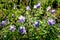 Geranium magnificum blue flower is a ground cover perennial. is a perennial growing to a height of 40 cm. It forms ground rosette