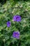 Geranium Magnificum flower blossoms