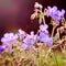 Geranium meadow blue