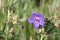 Geranium meadow on a glade