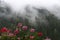 Geranium before a mist-shrouded mountain forest