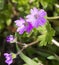 Geranium molle