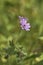 Geranium molle in bloom