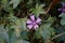 Geranium molle or the pink cranesbill